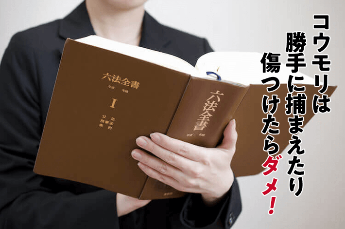 法律を調べる様子