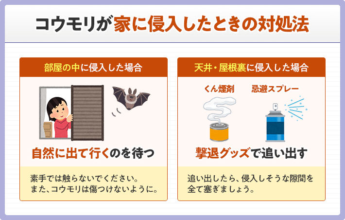 コウモリが家に侵入した時の対処法