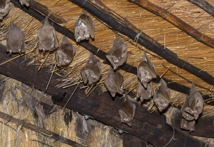 コウモリの巣が屋根裏に 作られやすい場所とプロが教える対処法 みんなのコウモリ駆除屋さん