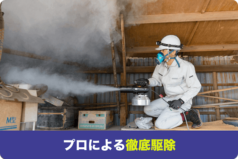 プロによる徹底駆除