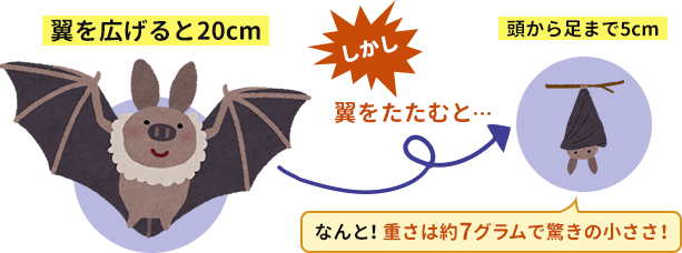アブラコウモリは翼を広げると20cmあります。しかし翼をたたむと…頭から足まで5cmしかありません。なんと、重さは約7グラムで驚きの小ささです。