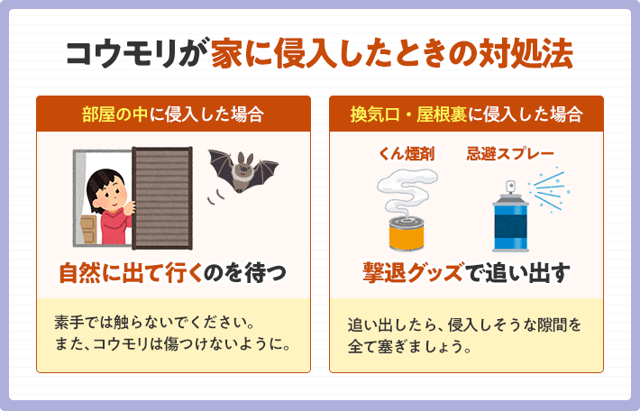 家の中にコウモリが コウモリの侵入経路と侵入時の対処法 みんなのコウモリ駆除屋さん